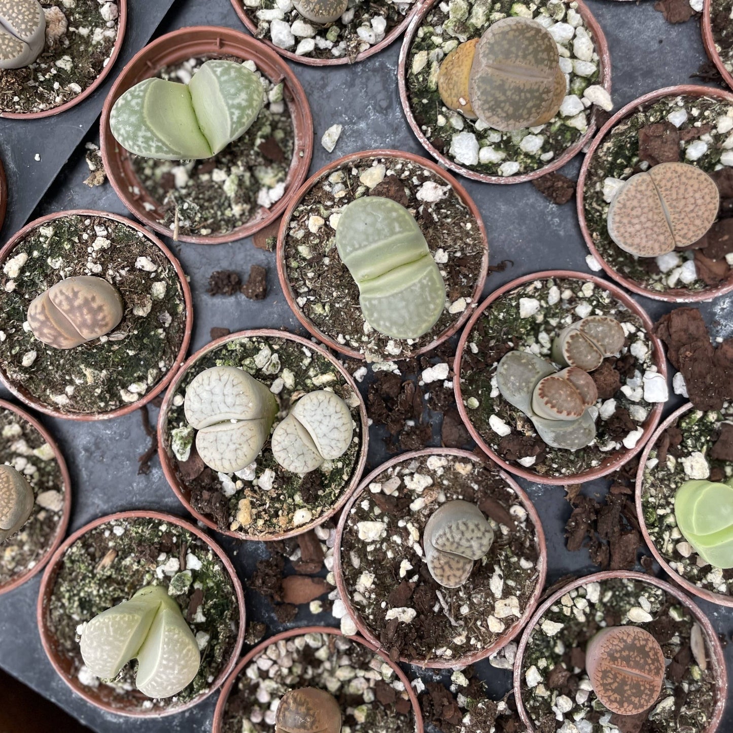 Lithops - Living Stone - 2" Live Plant - Assorted