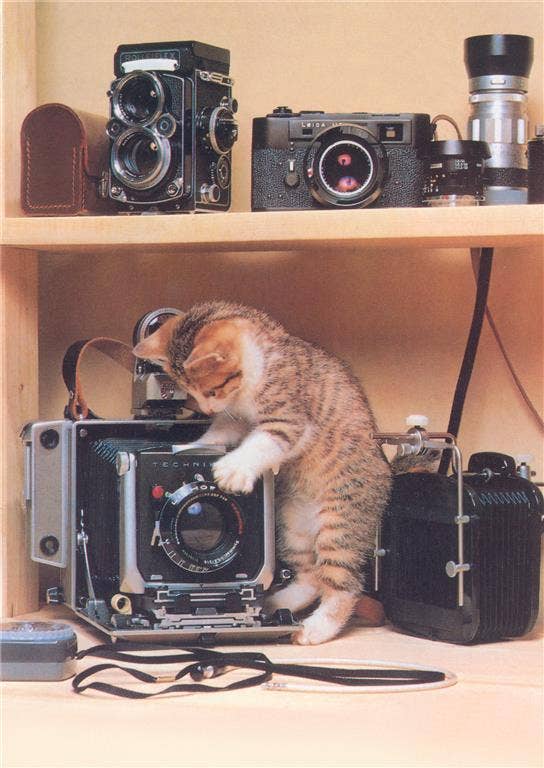 Postcard PH-288 Kitten with Cameras