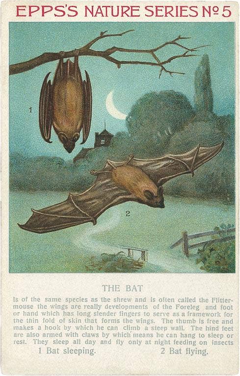 Postcard AN-51 Facts about Bats