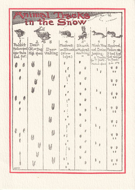 Animal Tracks