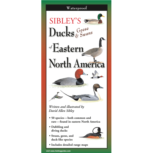 Sibley's Ducks, Geese,& Swans of Eastern N.A.