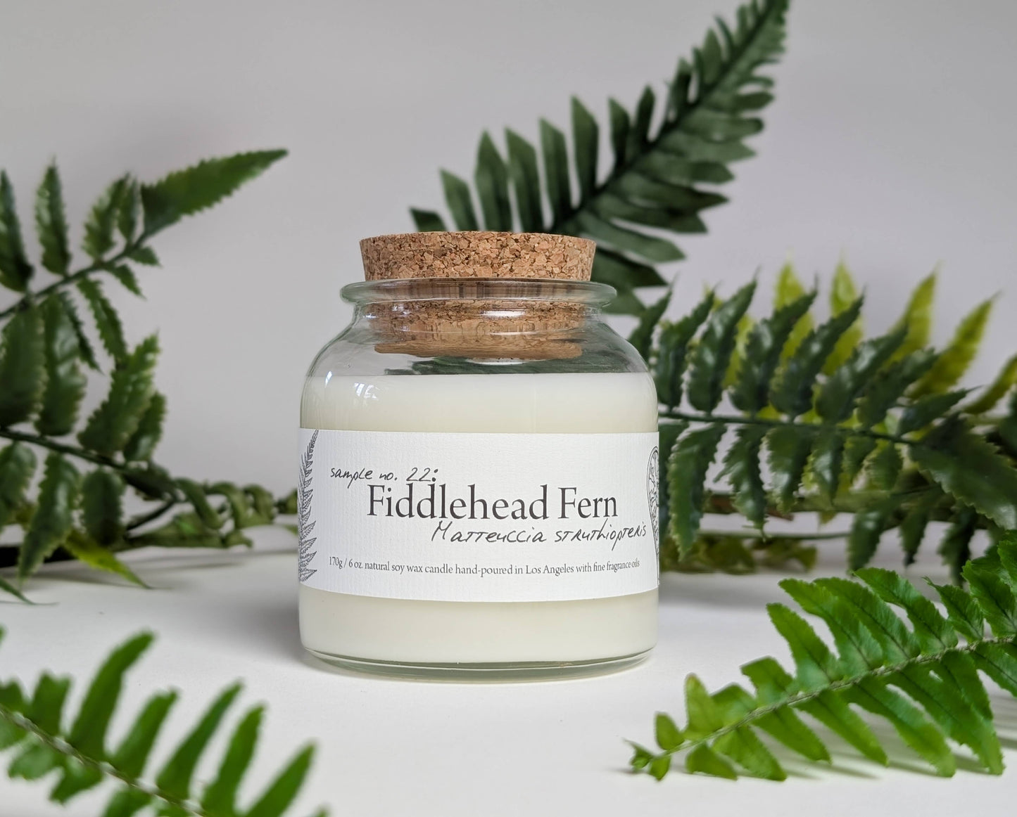 Botany ~ Fiddlehead Fern