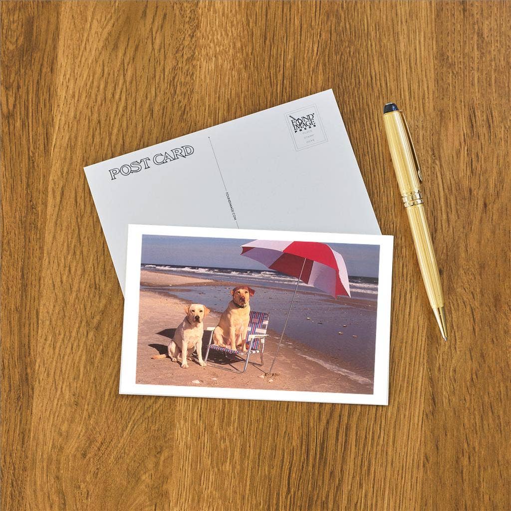 Postcard NP-449 White Labrador Dogs at the Beach