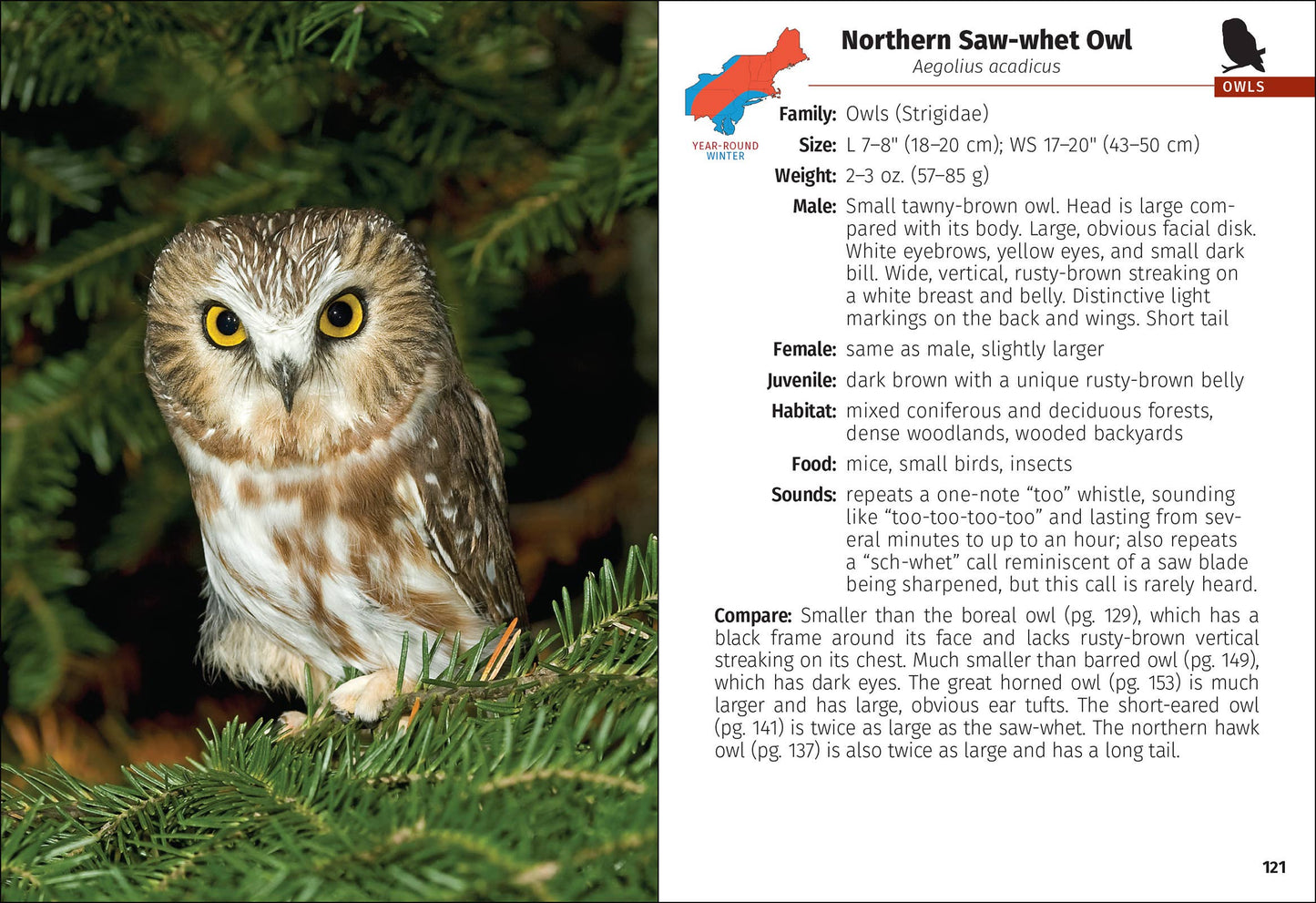 Birds of Prey of the Northeast Field Guide 2nd Edition