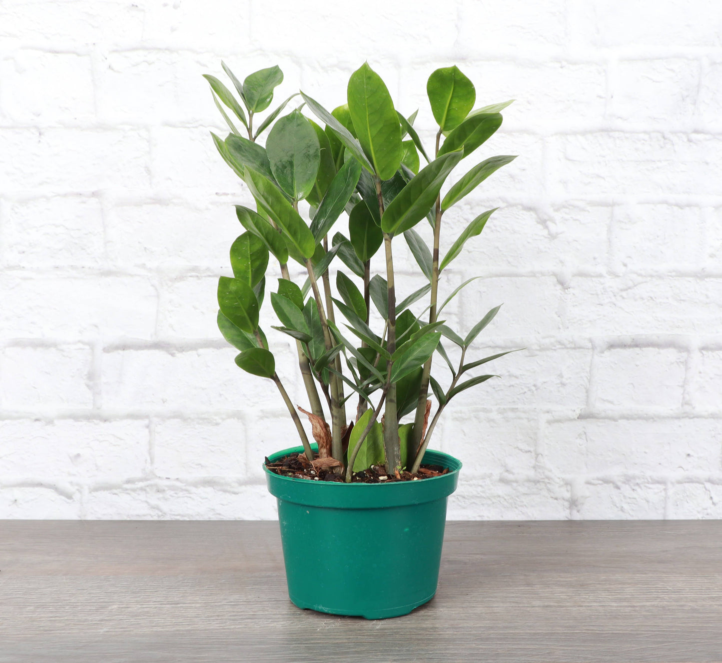 live zz plant ZZ Plant