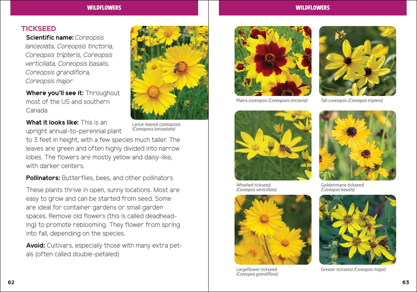 Pollinators & Native Plants for Kids
