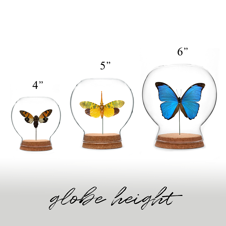 Shiny Blue Morpho Butterfly Globe