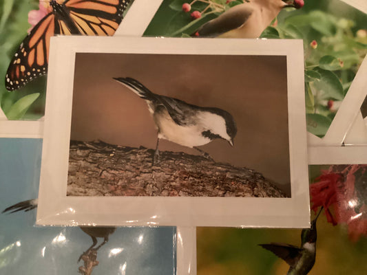 Carolina Chickadee Greeting Card