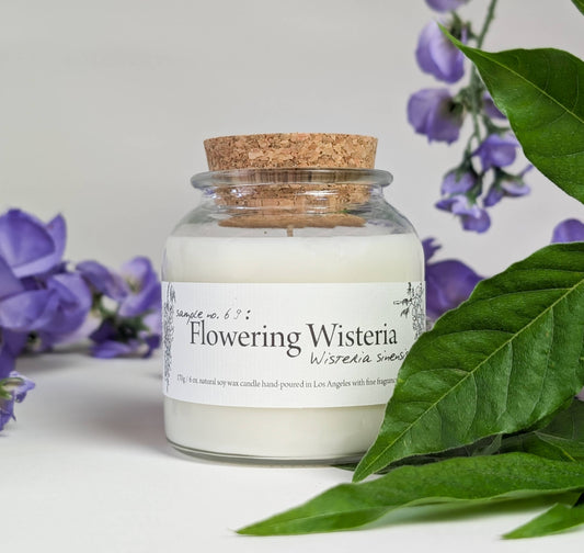 Botany ~ Flowering Wisteria