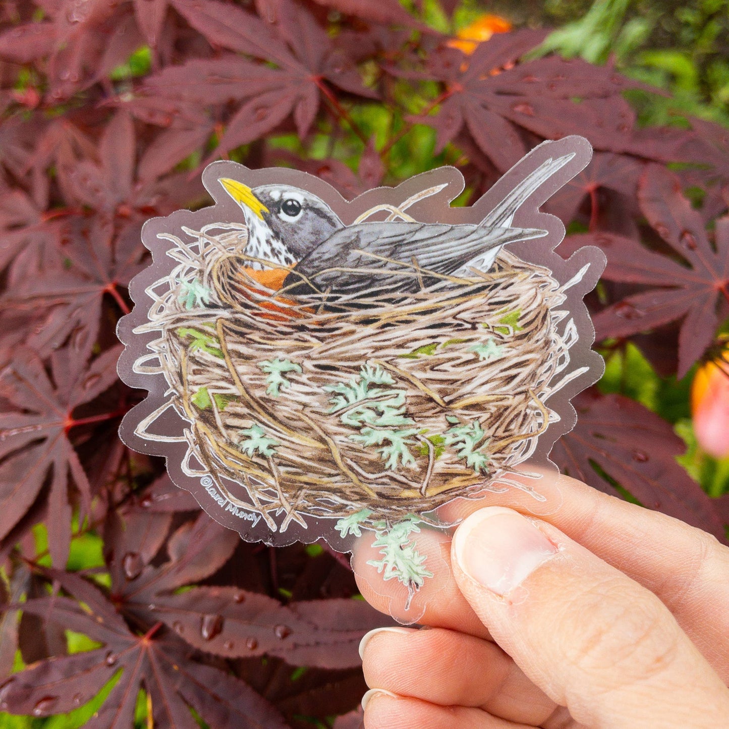 Robin in Nest 3" Medium Clear Vinyl Sticker