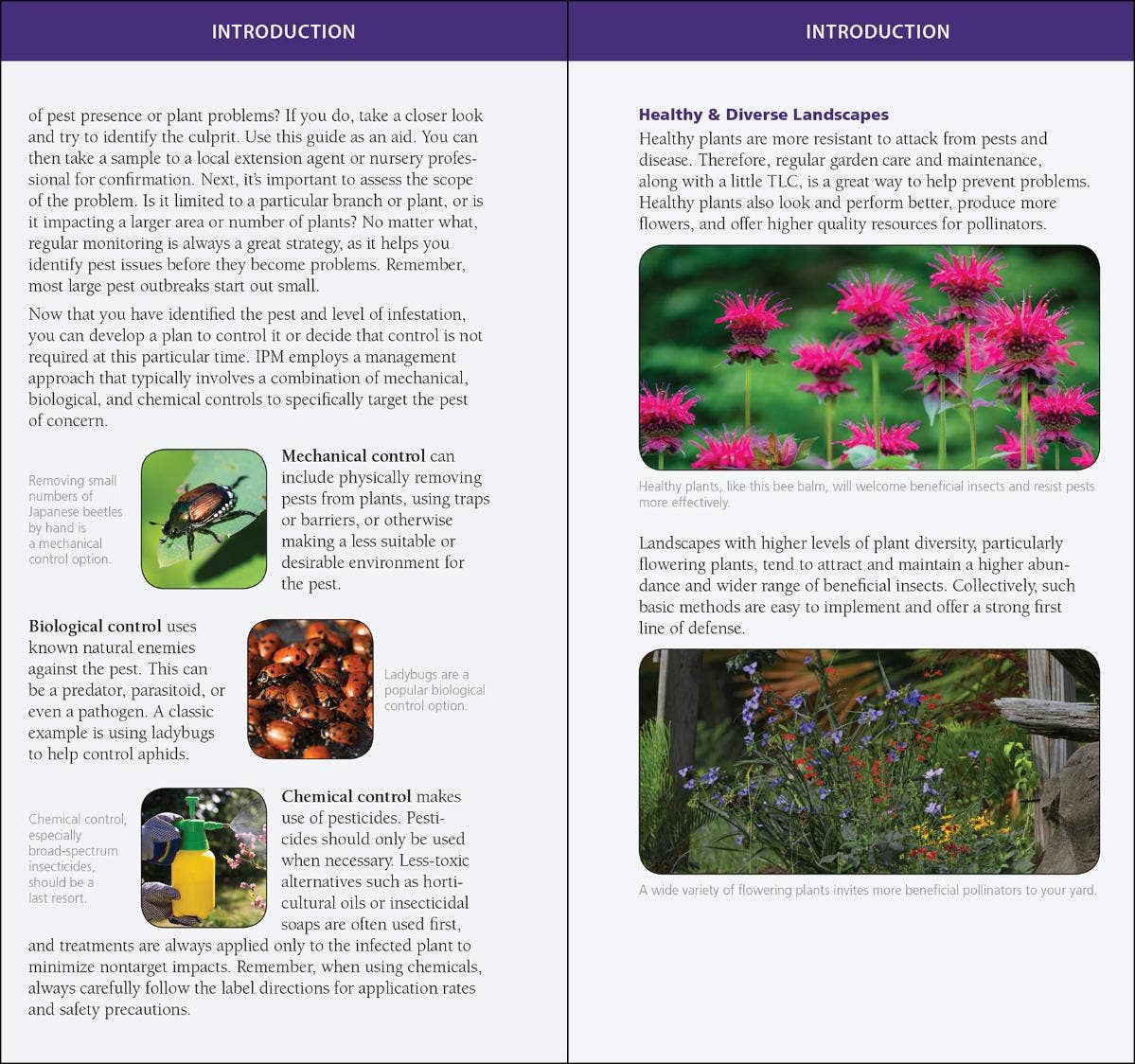 Garden Bugs & Insects of the Northeast