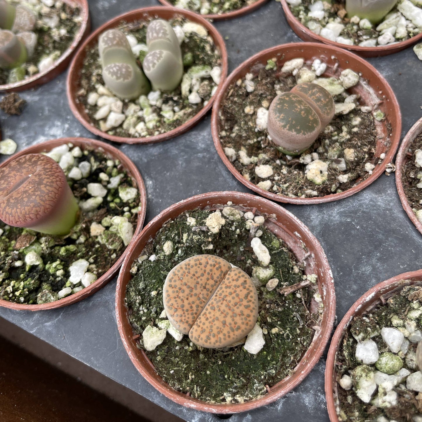 Lithops - Living Stone - 2" Live Plant - Assorted