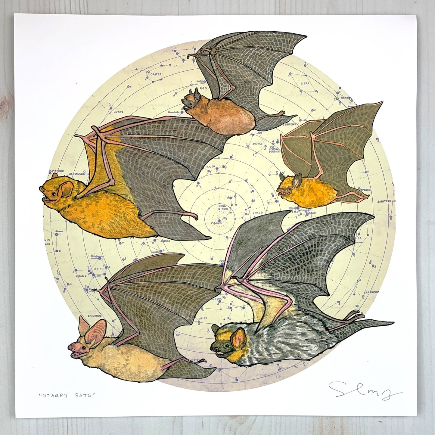 Starry Bats - North American Native Bats - Archival Print