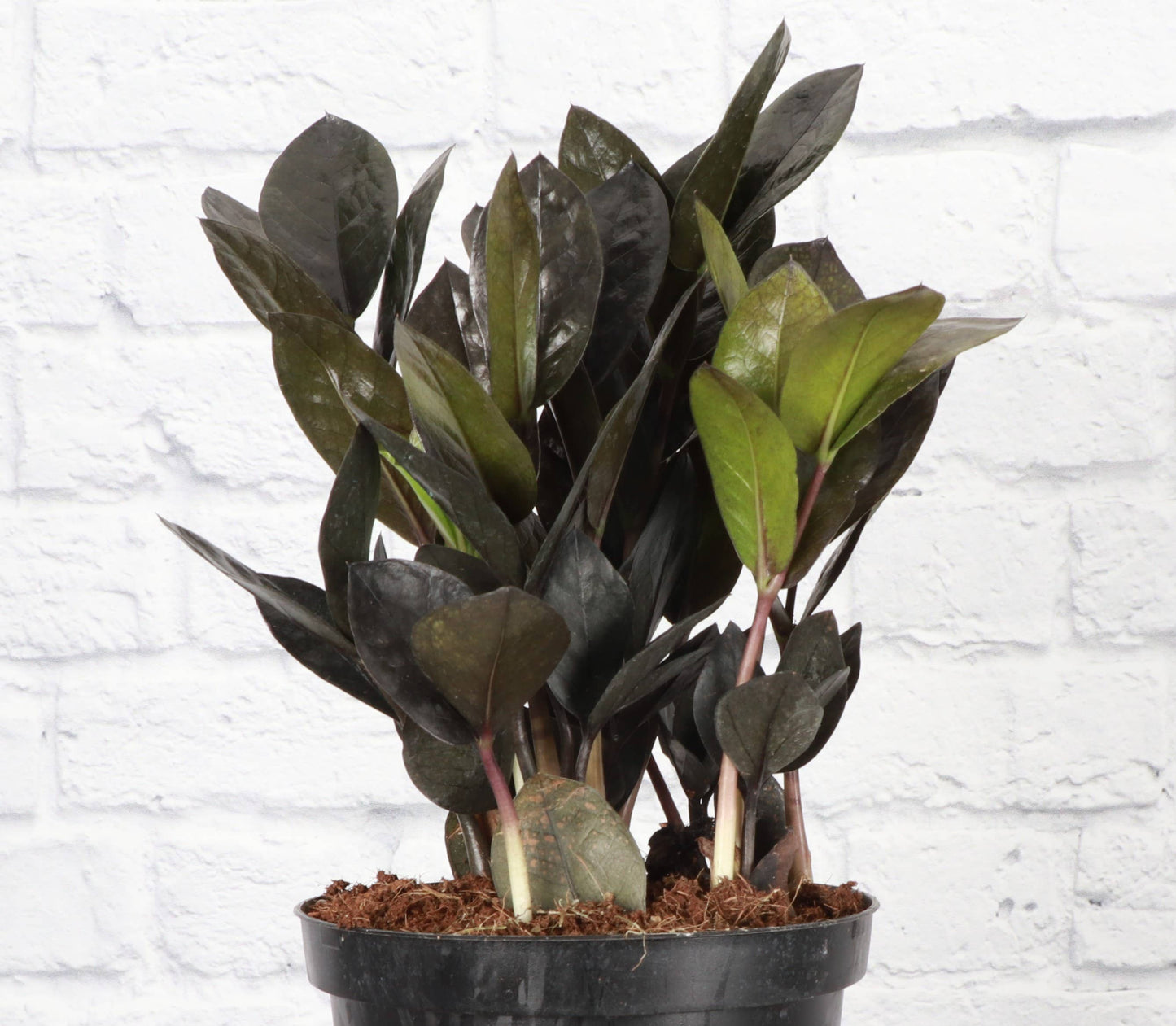 Black Raven ZZ Plant - 6" Live Plant