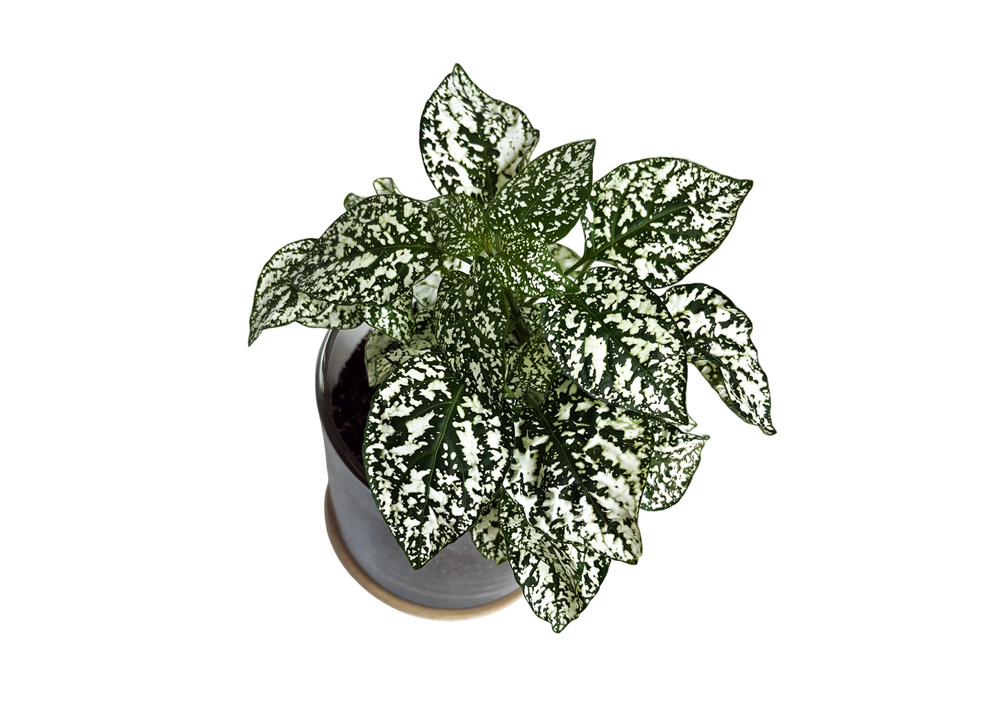 Houseplant Collection | First Snow