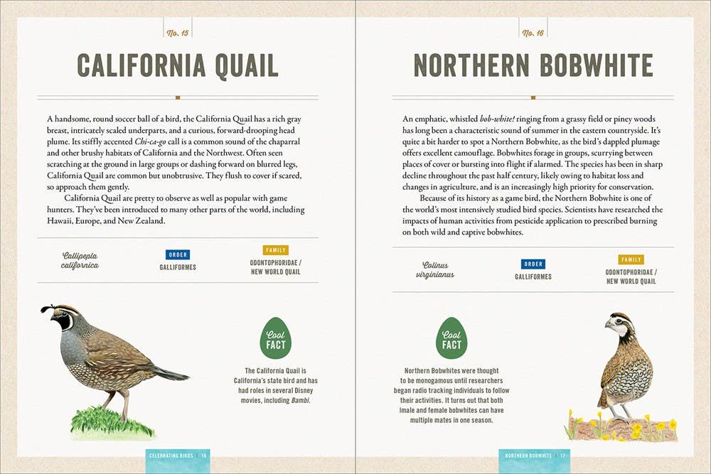 Celebrating Birds : Natalia Rojas