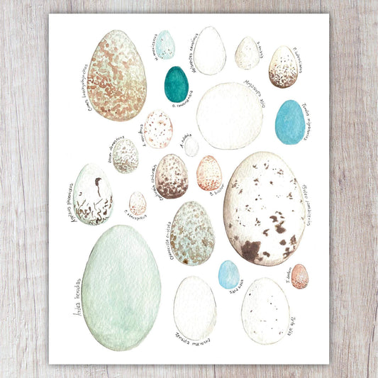 Bird Eggs A2 Card