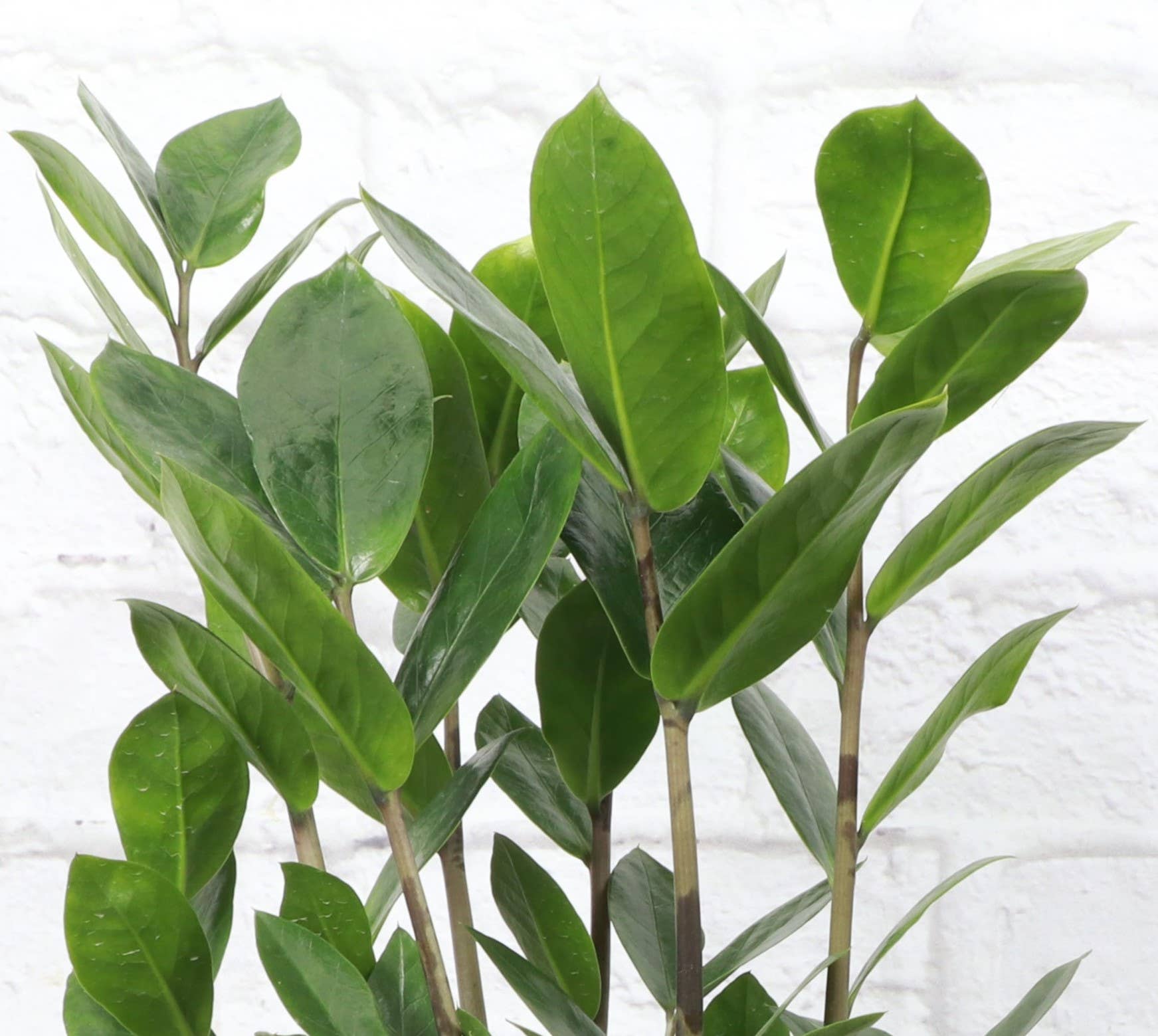 live zz plant ZZ Plant