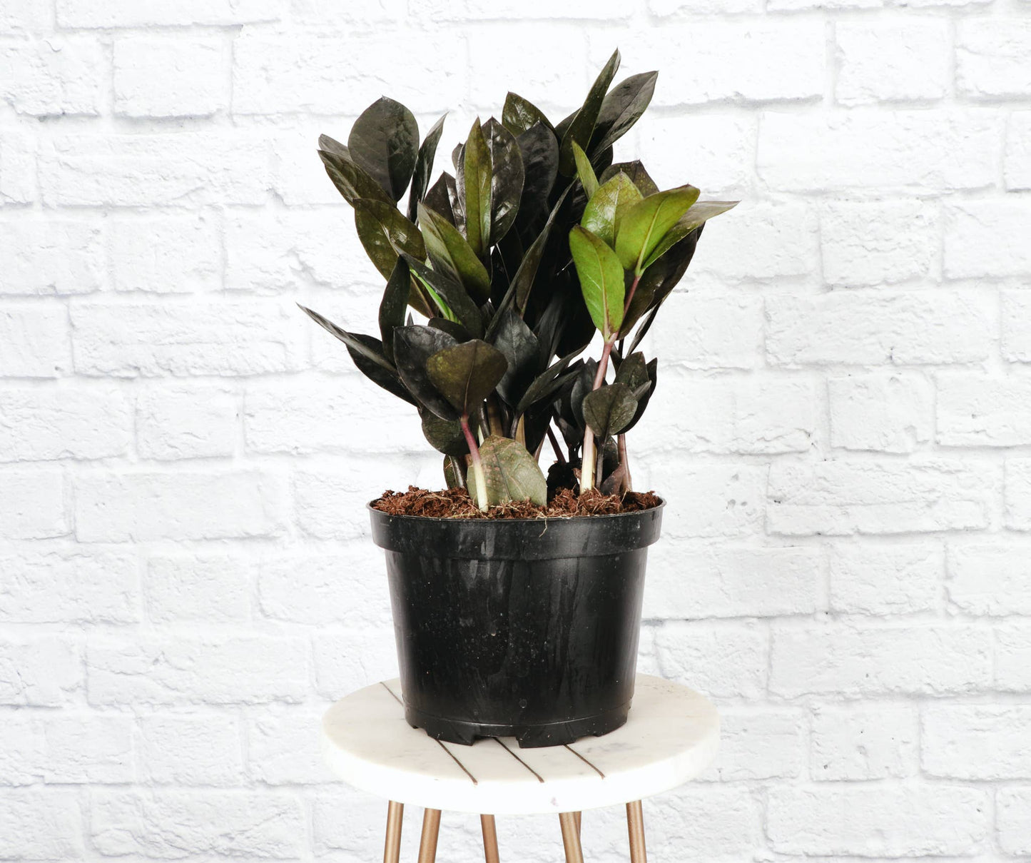 Black Raven ZZ Plant - 6" Live Plant