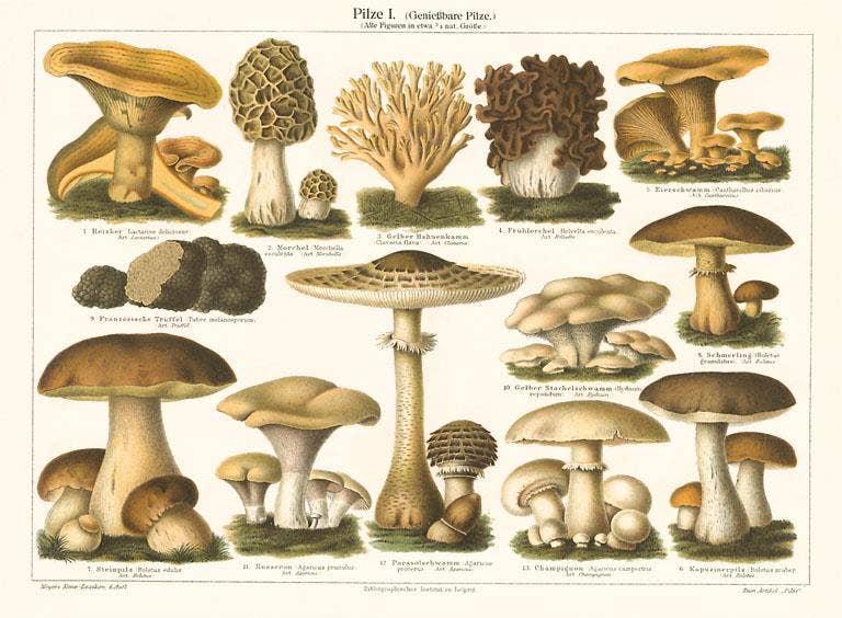 Postcard PL-11 Varieties of Mushroom