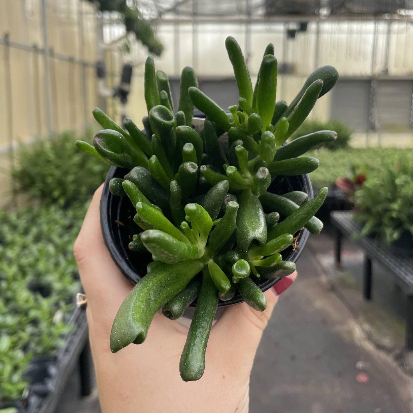 jade plant ogre ears care Ogre Ears Jade Plant