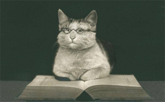 Postcard LT-229 Wise Cat Reading Book