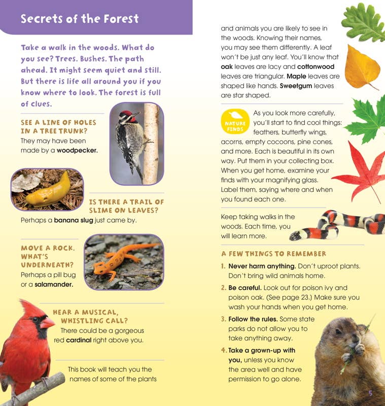 Walk in the Woods by Emily Laber-Warren