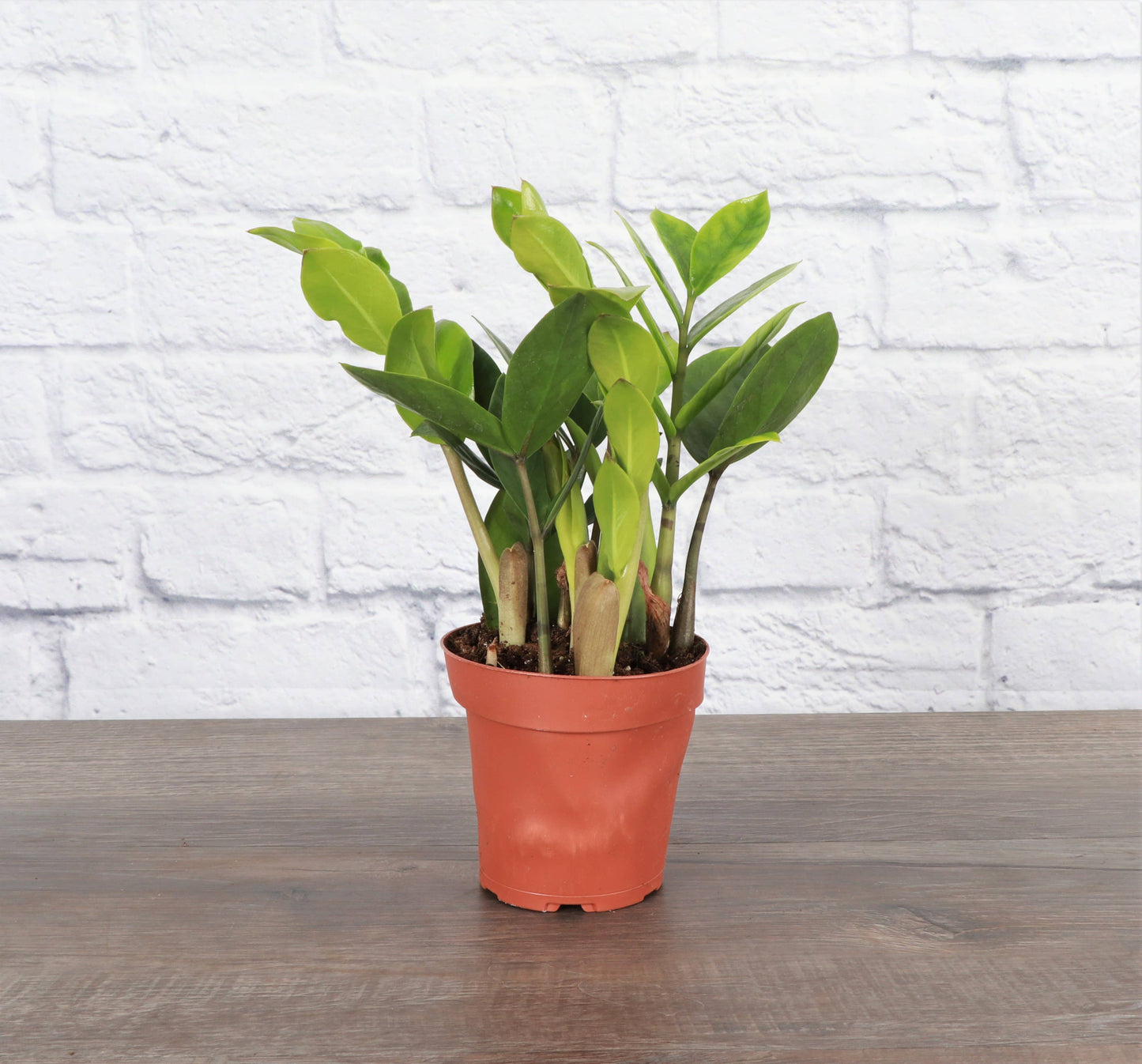 ZZ Plant - Live Plant