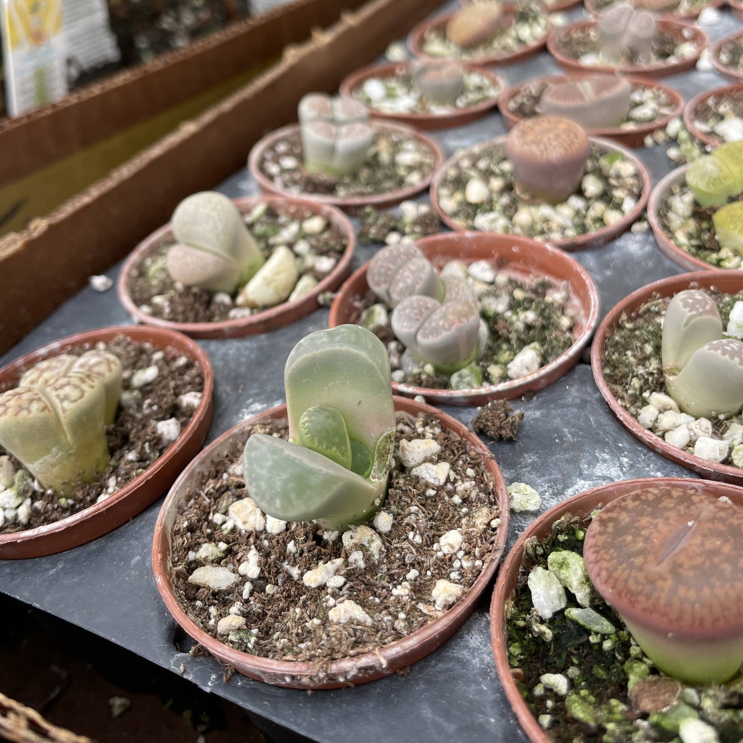 Lithops - Living Stone - 2" Live Plant - Assorted
