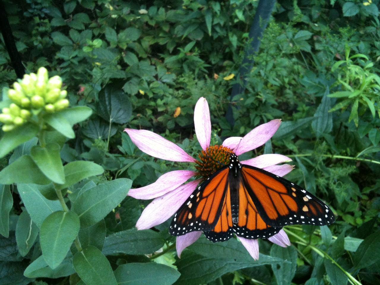 Monarch Butterfly Enclosure Card