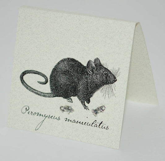 Mouse  Studs sterling silver  Natural History