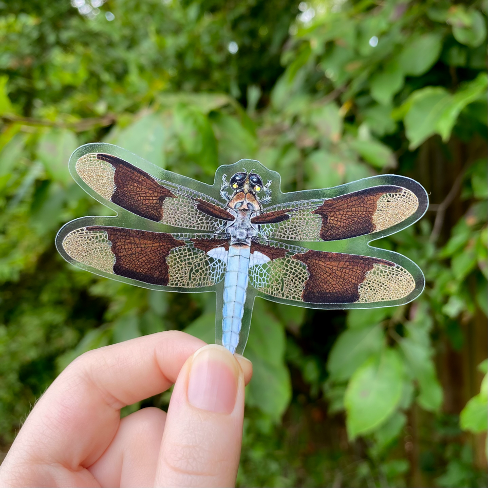 Common Whitetail Dragonfly Clear Weatherproof Vinyl Sticker