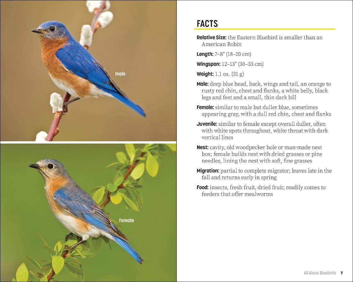 Attracting & Feeding Bluebirds (Paperback)