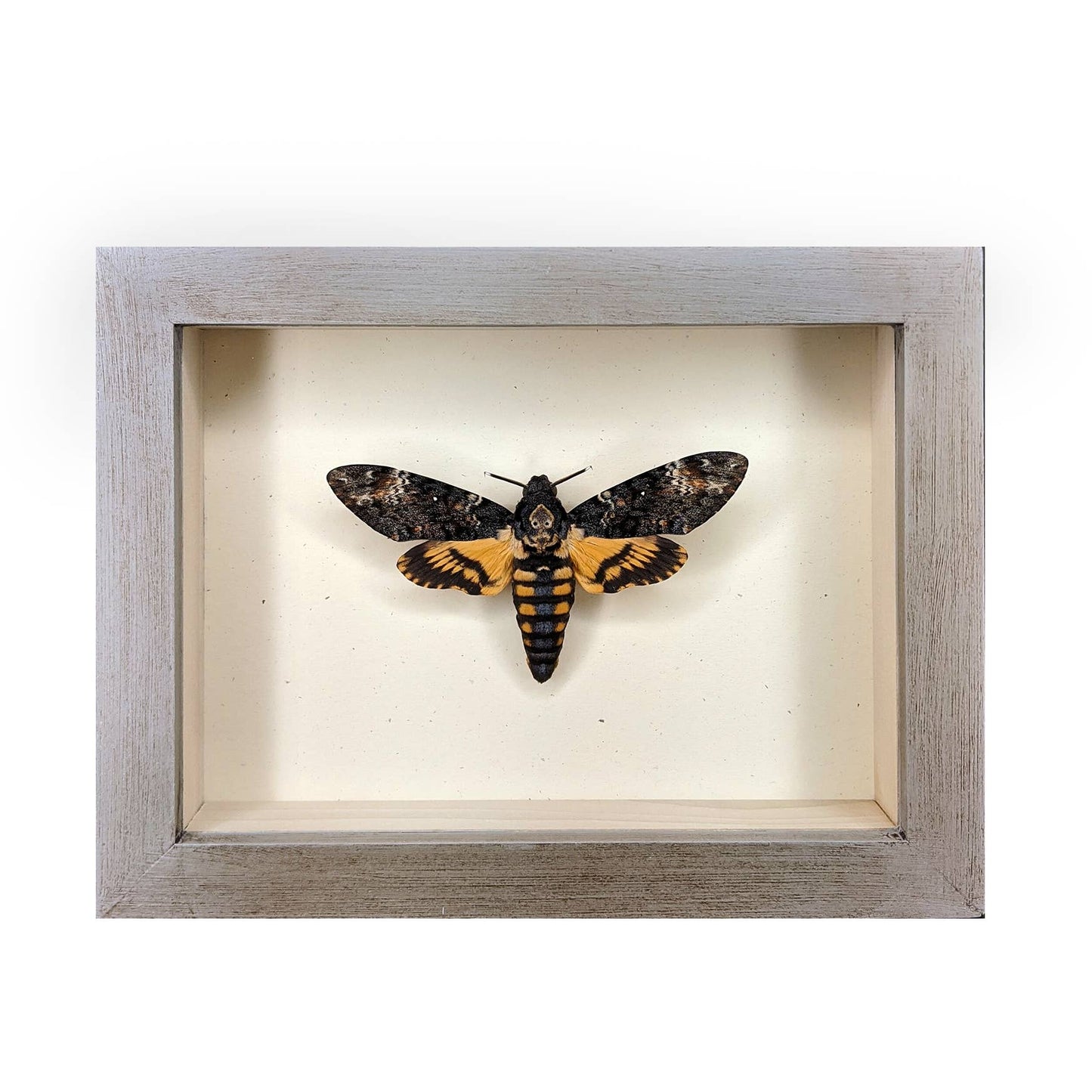 Death's-Head Hawkmoth Shadowbox