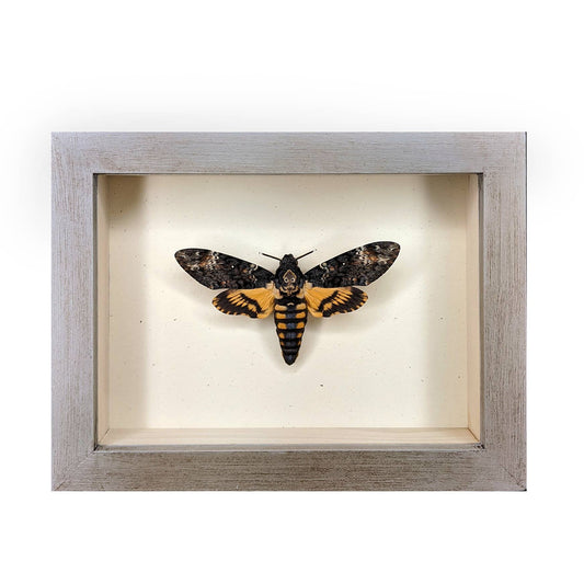 Death's-Head Hawkmoth Shadowbox