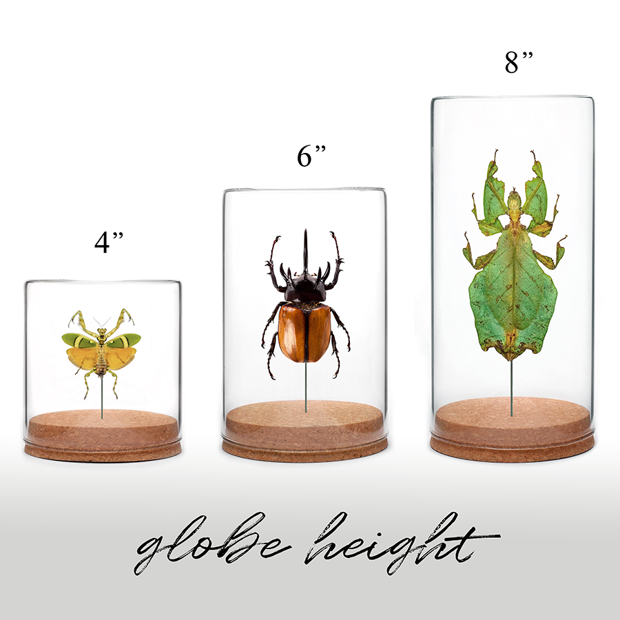 Giant Dung Beetle Globe