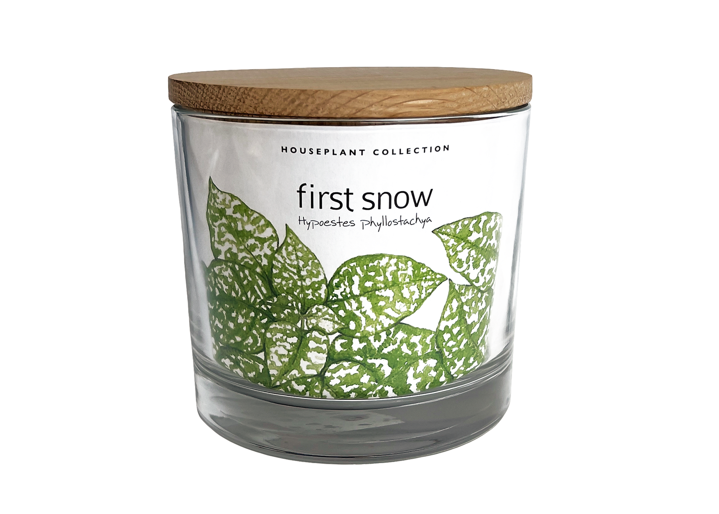 Houseplant Collection | First Snow