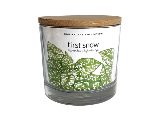 Houseplant Collection | First Snow