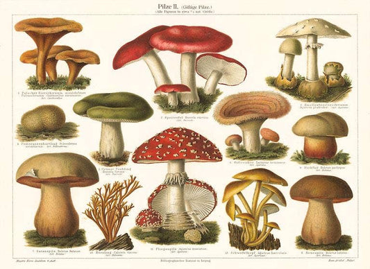 Greeting Card PL-12 Varieties of Mushroom