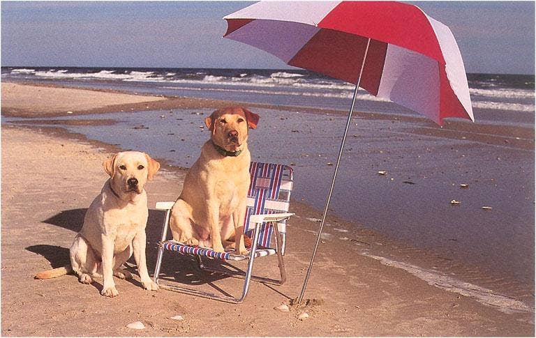 Postcard NP-449 White Labrador Dogs at the Beach