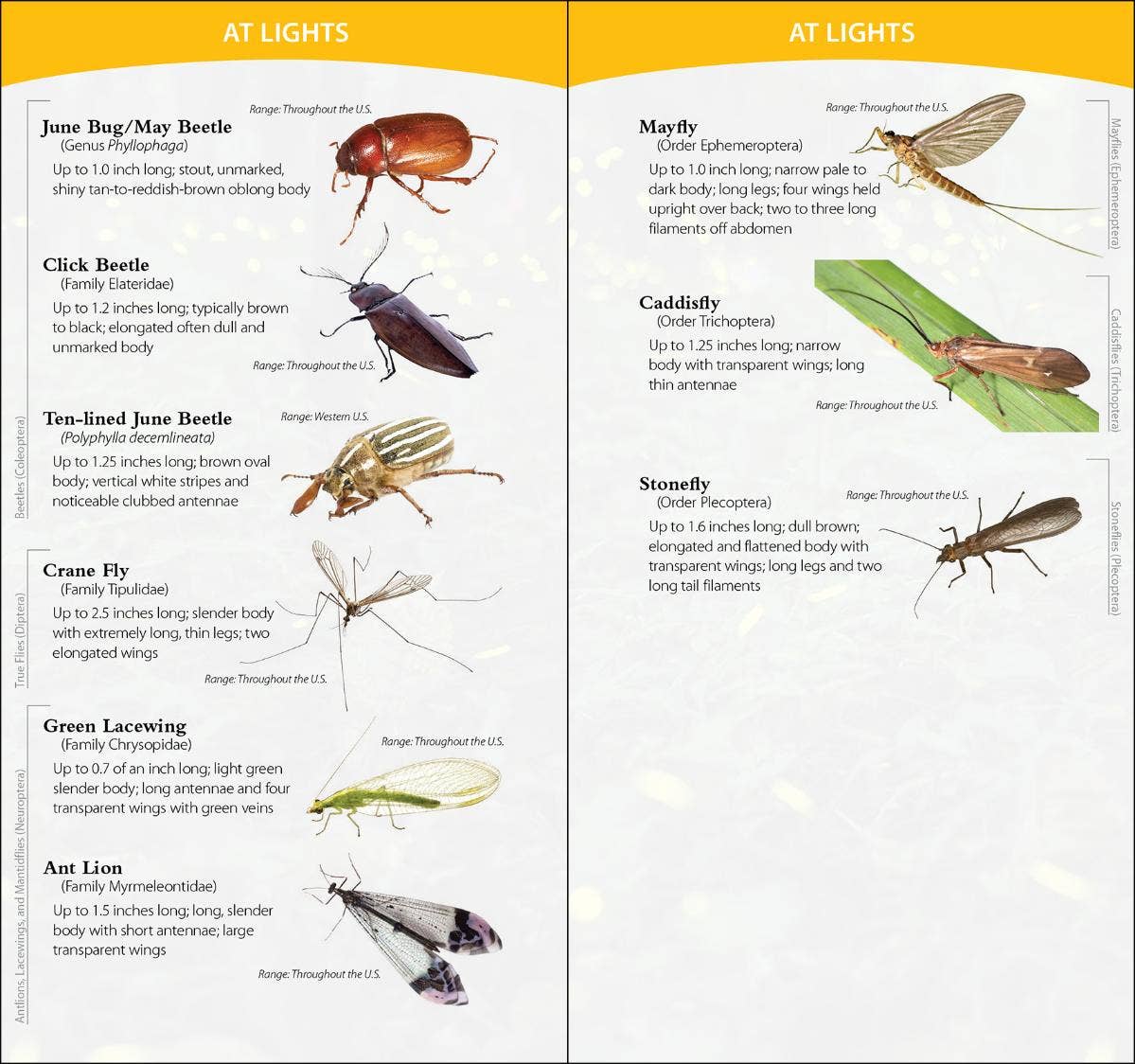 Insects & Bugs of North America Quick Guide