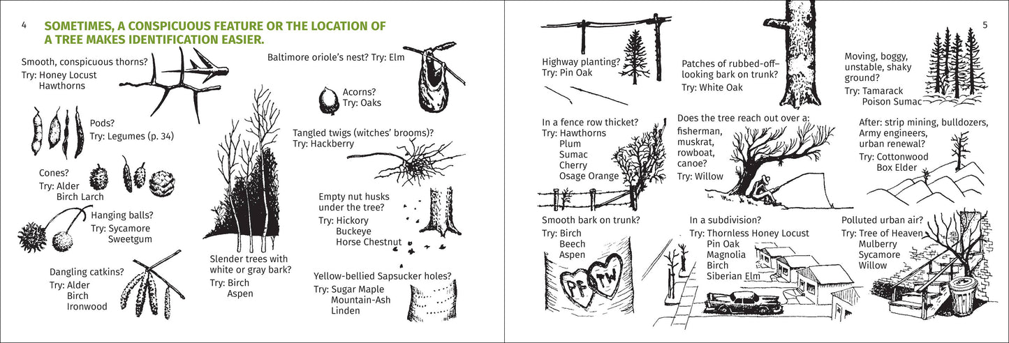 Winter Tree Finder 2nd Edition (Paperback)