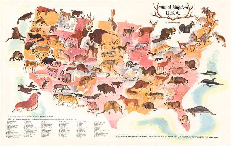 Postcard AN-300 Animal Kingdom, USA