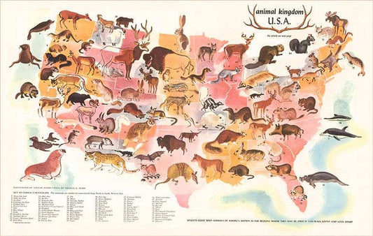 Postcard AN-300 Animal Kingdom, USA