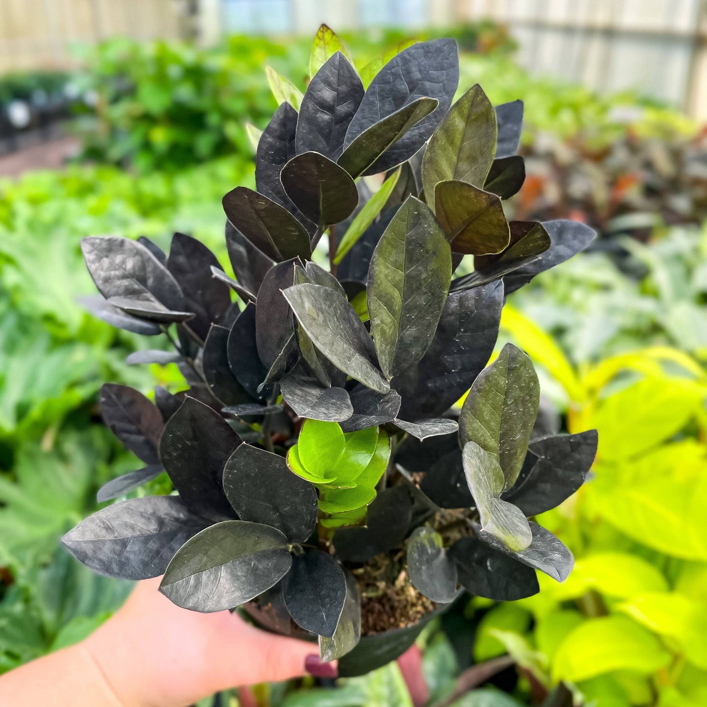 Black Raven ZZ Plant - 6" Live Plant