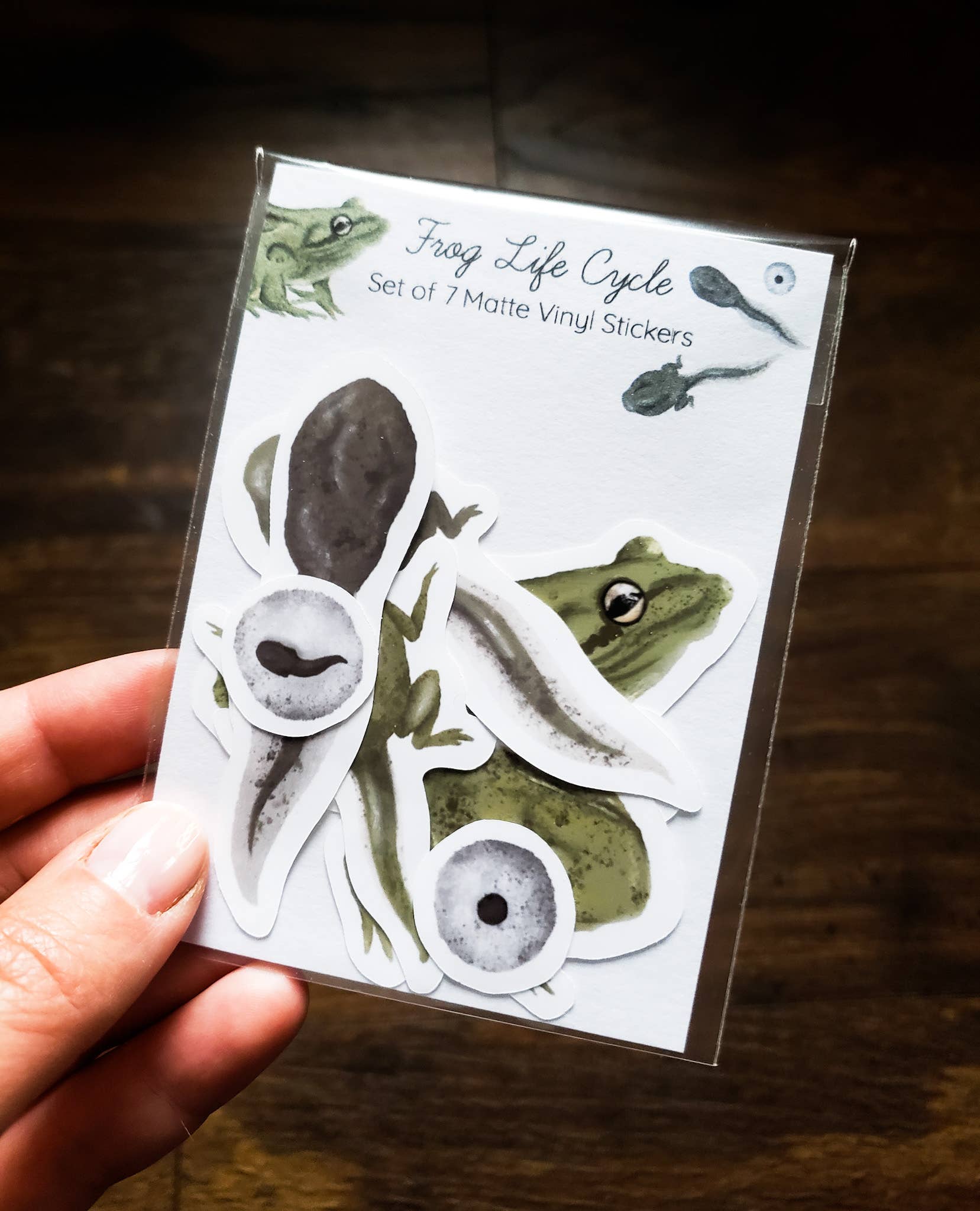 Frog Life Cycle Sticker Pack, Set of 7 Matte Vinyl Stickers – Woolly ...