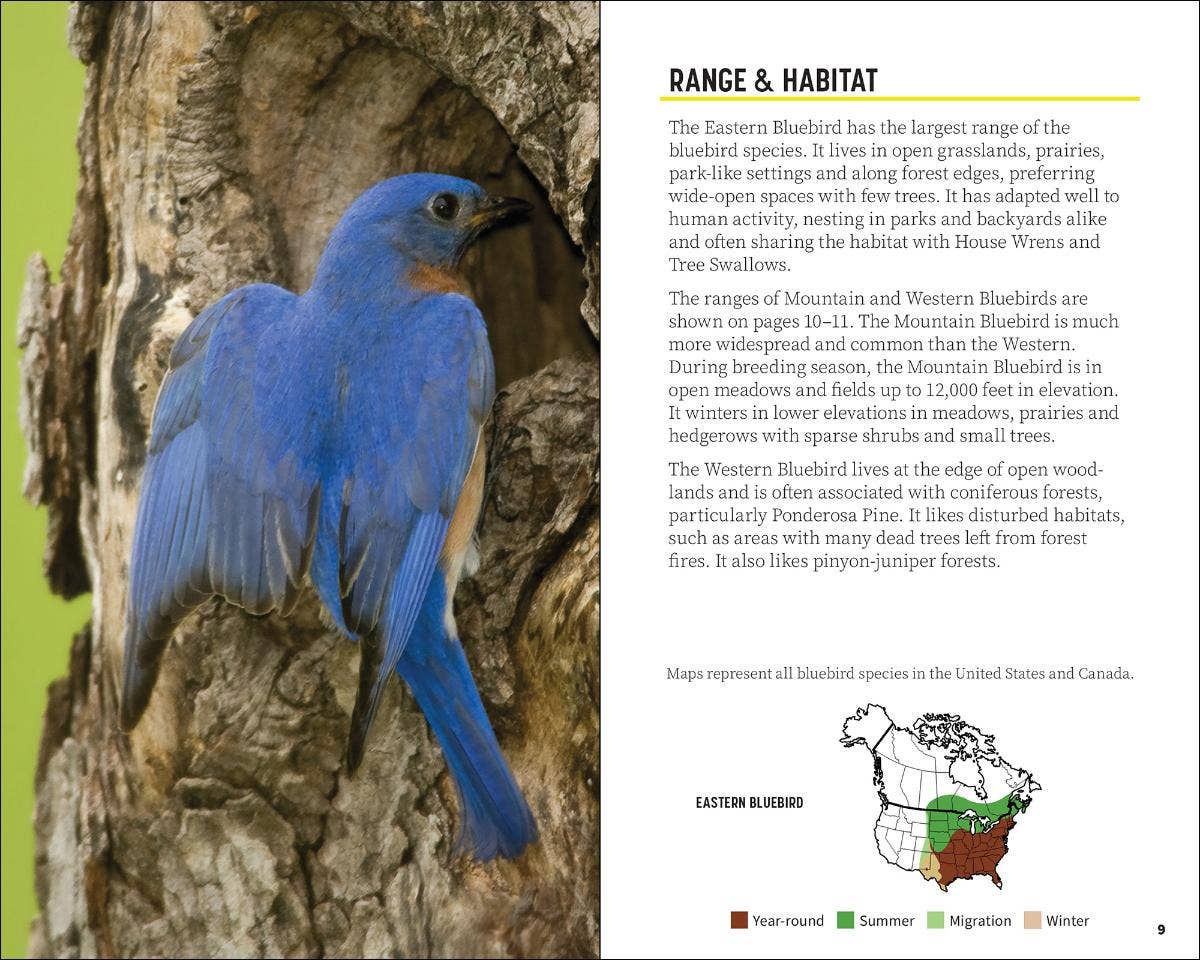 Attracting & Feeding Bluebirds (Paperback)