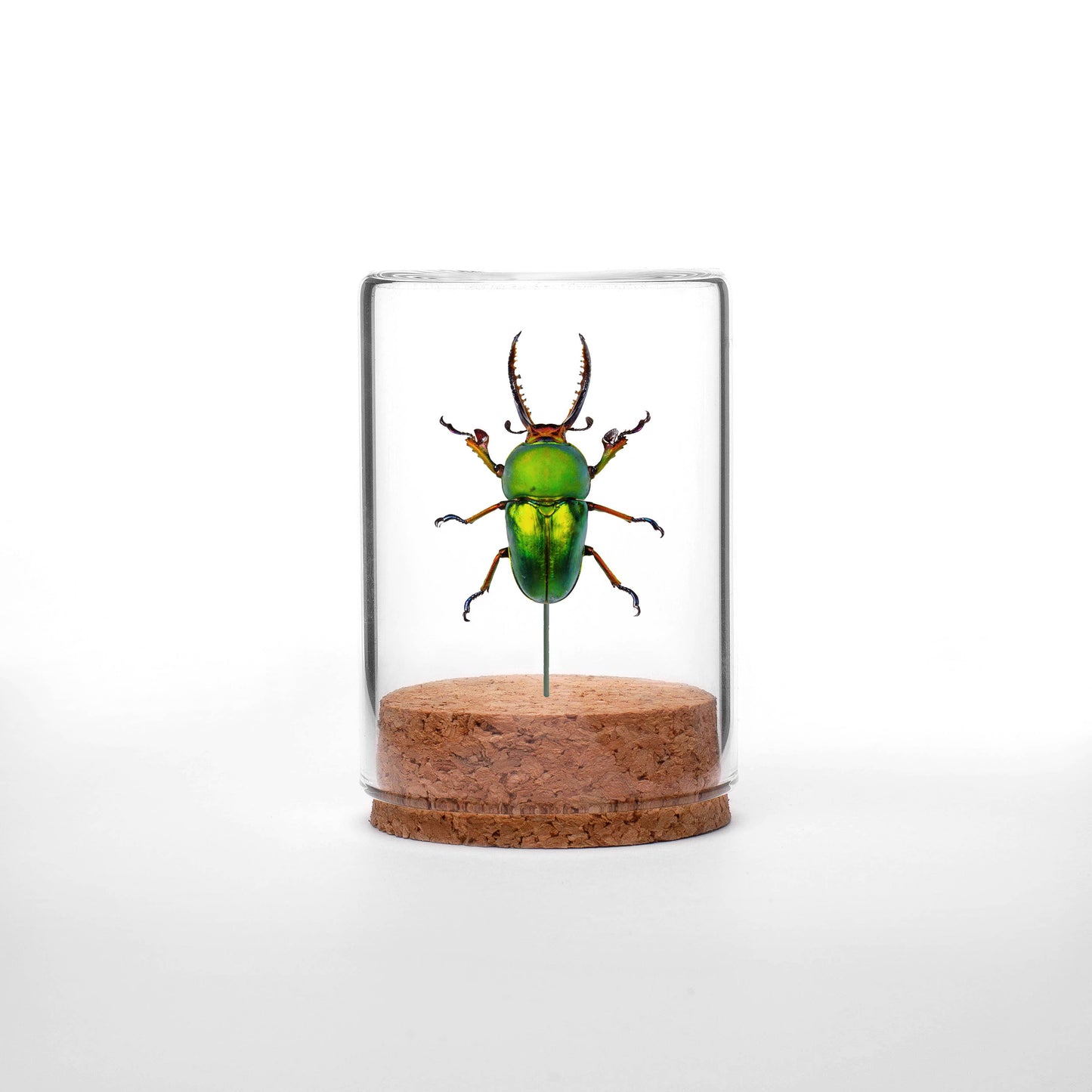 Sawtooth Stag Beetle Globe