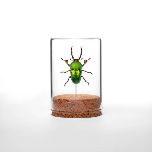 Sawtooth Stag Beetle Globe