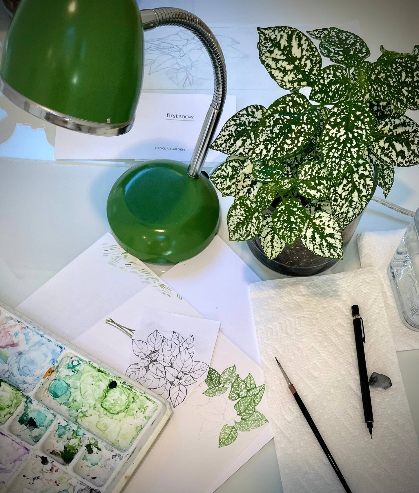 Houseplant Collection | First Snow